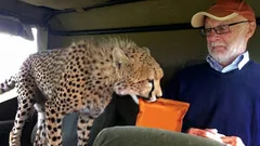 Ystävällinen saalistaja: miksi gepardit eivät koskaan hyökkää ihmisen kimppuun