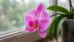 Orkidea on kukkinut – älä kiirehdi leikkaamaan kukannuppua: tässä on yksi tärkeä seikka