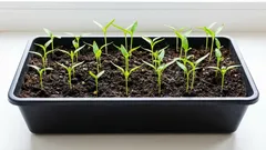 Miksi paprikat kasvavat huonosti: yleisimmät virheet kylvössä