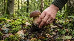 Voiko sieniä poimia? Sienestäjät ovat kiistelleet asiasta vuosikymmeniä – tässä on vastaus