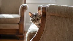 Ota selvää kissan onnellisuuden salaisuus: kolme päivittäistä toimintaa, jotka ovat sille elintärkeitä