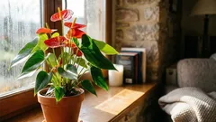 Anthurium kukkii kuukausia, jos noudatat näitä hoito-ohjeita