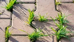 Rikkaruohot puhkeavat laattojen välistä yhä uudelleen – todistettu keino niiden torjumiseen