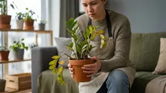 Eikö zamioculcas kasva? 5 syytä, joiden vuoksi kasvi menettää lehtiään