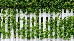 Millä korvata aita: parhaat nopeasti kasvavat kasvit elävään aitaan