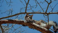 Miksi kissat kiipeävät helposti puuhun, mutta eivät pääse alas? Mitä tehdä tällaisessa tilanteessa?