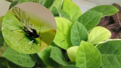 Kukkaruukkuistasi katoavat hyönteiset: tehokkaita keinoja jokaiseen kotiin